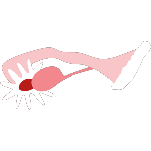 Ovary icon png