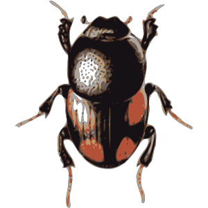 Insect Beetle icon png