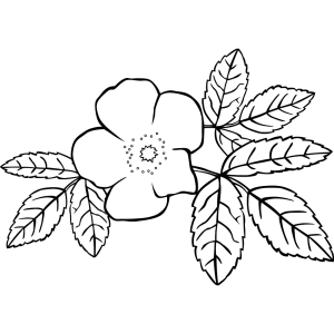 Prickly Wild Rose Coloring Page icon png