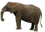 African Elephant PNG Clipart icon png
