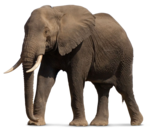 African Elephant PNG File icon png