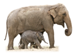 African Elephant PNG Free Download icon png
