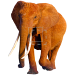 African Elephant PNG HD icon png
