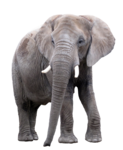 African Elephant PNG Image icon png