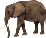 African Elephant PNG Photos icon png