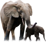 African Elephant PNG Pic icon png