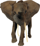 African Elephant Transparent PNG icon png