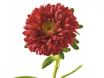 Aster PNG Clipart icon png