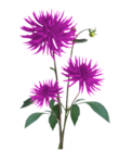 Aster PNG Free Download icon png