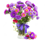 Aster PNG Pic icon png