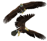 Bald Eagle Background PNG icon png