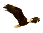 Bald Eagle PNG File icon png