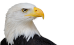 Bald Eagle PNG Free Download icon png