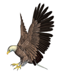 Bald Eagle PNG HD icon png