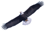 Bald Eagle PNG Image icon png