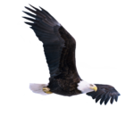 Bald Eagle PNG Photo icon png