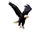 Bald Eagle PNG Photos icon png