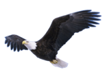 Bald Eagle PNG Pic icon png