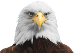 Bald Eagle PNG Transparent HD Photo icon png