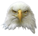Bald Eagle PNG Transparent Image icon png