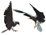 Bald Eagle PNG Transparent Picture icon png