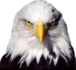 Bald Eagle Transparent Background icon png