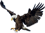 Bald Eagle Transparent Images PNG icon png