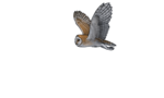 Barn Owl PNG Pic icon png