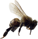 Bee PNG File icon png