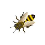 Bee PNG Free Download icon png