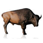 Bison PNG Clipart icon png