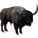 Bison PNG File icon png