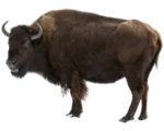 Bison PNG Photos icon png