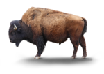 Bison Transparent Background icon png