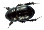 Black Beetle PNG Picture icon png
