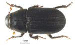 Black Beetle Transparent Background icon png