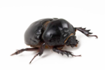 Black Beetle Transparent PNG icon png