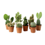 Cactus Plant PNG Clipart icon png