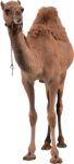 Camel PNG Pic icon png