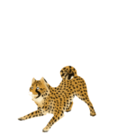Cheetah PNG Clipart icon png