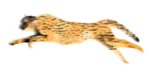 Cheetah PNG HD icon png