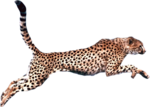 Cheetah PNG Pic icon png