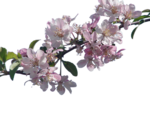 Cherry Blossom PNG File icon png