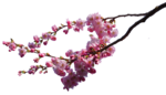 Cherry Blossom PNG Image icon png