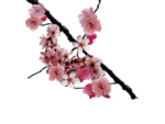 Cherry Blossom icon png