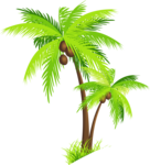 Coconut Tree PNG Clipart icon png