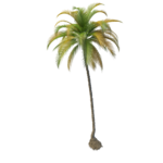 Coconut Tree PNG File icon png