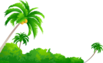 Coconut Tree PNG Image icon png