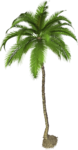 Coconut Tree PNG Photo icon png