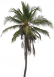 Coconut Tree PNG Pic icon png